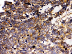 Invitrogen PTPRF Polyclonal Antibody 100 &mu;g; Unconjugated:Antibodies,