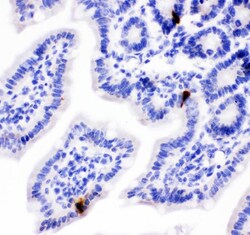Invitrogen PYY Polyclonal Antibody 100 &mu;g; Unconjugated:Antibodies,