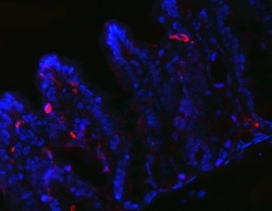 Invitrogen PYY Polyclonal Antibody 100 &mu;g; Unconjugated:Antibodies,