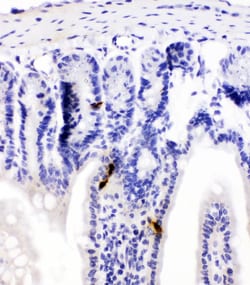 Invitrogen PYY Polyclonal Antibody 100 &mu;g; Unconjugated:Antibodies,
