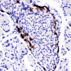 Invitrogen PYY Polyclonal Antibody 100 &mu;g; Unconjugated:Antibodies,