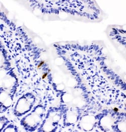 Invitrogen PYY Polyclonal Antibody 100 &mu;g; Unconjugated:Antibodies,