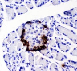 Invitrogen PYY Polyclonal Antibody 100 &mu;g; Unconjugated:Antibodies,