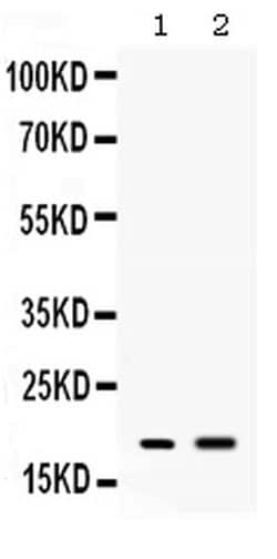 Invitrogen PYY Polyclonal Antibody 100 &mu;g; Unconjugated:Antibodies,