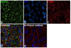 Invitrogen RAB10 Polyclonal Antibody 100 &mu;g; Unconjugated:Antibodies,