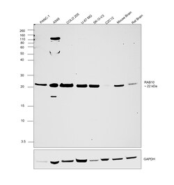 Invitrogen RAB10 Polyclonal Antibody 100 &mu;g; Unconjugated:Antibodies,