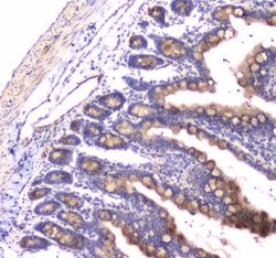 Invitrogen RAB27A Polyclonal Antibody 100 &mu;g; Unconjugated:Antibodies,