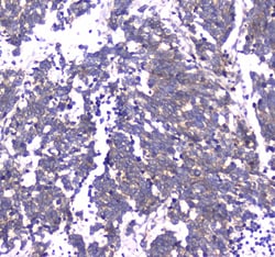 Invitrogen RAB27A Polyclonal Antibody 100 &mu;g; Unconjugated:Antibodies,