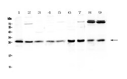 Invitrogen RAB27A Polyclonal Antibody 100 &mu;g; Unconjugated:Antibodies,