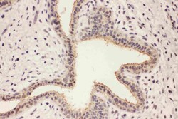 Invitrogen RAB8A Polyclonal Antibody 100 &mu;g; Unconjugated:Antibodies,