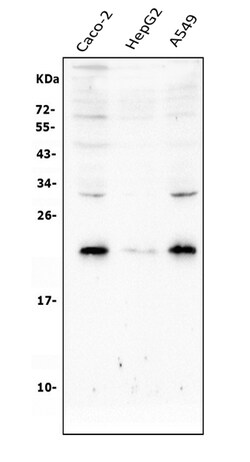 Invitrogen RAB8A Polyclonal Antibody 100 &mu;g; Unconjugated:Antibodies,