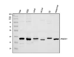 Invitrogen RAD51 Polyclonal Antibody 100 &mu;g; Unconjugated:Antibodies,