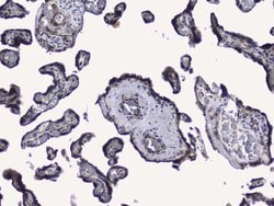 Invitrogen RALBP1 Polyclonal Antibody 100 &mu;g; Unconjugated:Antibodies,