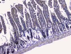 Invitrogen RALBP1 Polyclonal Antibody 100 &mu;g; Unconjugated:Antibodies,