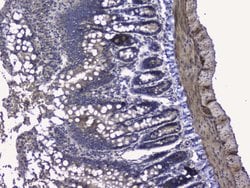 Invitrogen RALBP1 Polyclonal Antibody 100 &mu;g; Unconjugated:Antibodies,