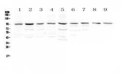 Invitrogen RALBP1 Polyclonal Antibody 100 &mu;g; Unconjugated:Antibodies,