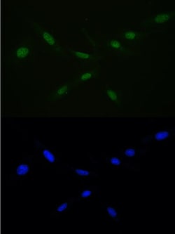 Invitrogen RAN Polyclonal Antibody 100 &mu;g; Unconjugated:Antibodies,