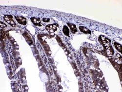 Invitrogen RAN Polyclonal Antibody 100 &mu;g; Unconjugated:Antibodies,