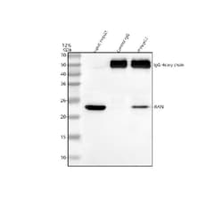 Invitrogen RAN Polyclonal Antibody 100 &mu;g; Unconjugated:Antibodies,