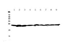 Invitrogen RAN Polyclonal Antibody 100 &mu;g; Unconjugated:Antibodies,