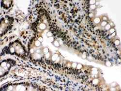 Invitrogen c-Rel Polyclonal Antibody 100 &mu;g; Unconjugated:Antibodies,