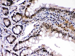 Invitrogen c-Rel Polyclonal Antibody 100 &mu;g; Unconjugated:Antibodies,