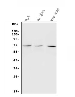 Invitrogen c-Rel Polyclonal Antibody 100 &mu;g; Unconjugated:Antibodies,