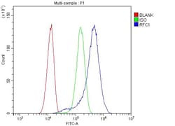 Invitrogen RFC1 Polyclonal Antibody 100 &mu;g; Unconjugated:Antibodies,