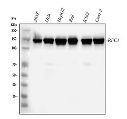 Invitrogen RFC1 Polyclonal Antibody 100 &mu;g; Unconjugated:Antibodies,