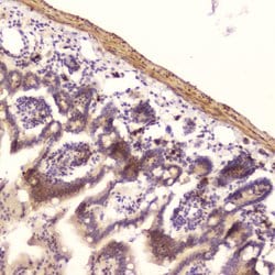 Invitrogen RNASE3 Polyclonal Antibody 100 &mu;g; Unconjugated:Antibodies,