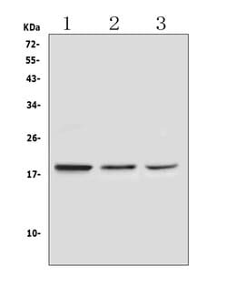 Invitrogen RNASE3 Polyclonal Antibody 100 &mu;g; Unconjugated:Antibodies,