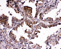 Invitrogen RNH1 Polyclonal Antibody 100 &mu;g; Unconjugated:Antibodies,