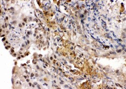 Invitrogen RNH1 Polyclonal Antibody 100 &mu;g; Unconjugated:Antibodies,