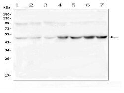 Invitrogen RNH1 Polyclonal Antibody 100 &mu;g; Unconjugated:Antibodies,