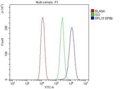 Invitrogen RPL19 Polyclonal Antibody 100 &mu;g; Unconjugated:Antibodies,