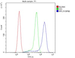 Invitrogen RPL19 Polyclonal Antibody 100 &mu;g; Unconjugated:Antibodies,