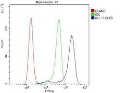 Invitrogen RPL19 Polyclonal Antibody 100 &mu;g; Unconjugated:Antibodies,