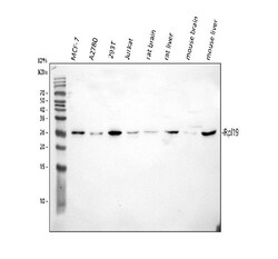 Invitrogen RPL19 Polyclonal Antibody 100 &mu;g; Unconjugated:Antibodies,