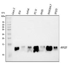 Invitrogen MPS1 Polyclonal Antibody 100 &mu;g; Unconjugated:Antibodies,