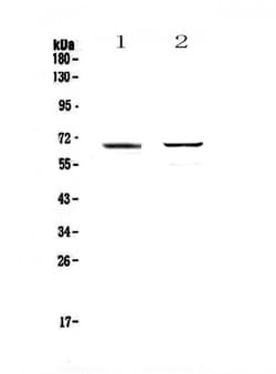 Invitrogen RUNX1T1 Polyclonal Antibody 100 &mu;g; Unconjugated:Antibodies,