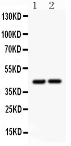 Invitrogen RUNX3 Polyclonal Antibody 100 &mu;g; Unconjugated:Antibodies,