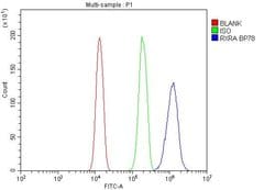 Invitrogen RXRA Polyclonal Antibody 100 &mu;g; Unconjugated:Antibodies,