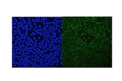 Invitrogen RXRA Polyclonal Antibody 100 &mu;g; Unconjugated:Antibodies,