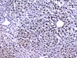 Invitrogen RXRA Polyclonal Antibody 100 &mu;g; Unconjugated:Antibodies,
