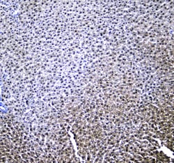 Invitrogen RXRA Polyclonal Antibody 100 &mu;g; Unconjugated:Antibodies,