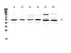 Invitrogen RXRA Polyclonal Antibody 100 &mu;g; Unconjugated:Antibodies,