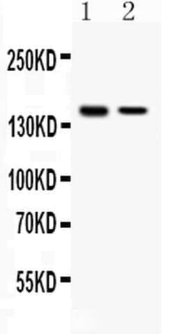 Invitrogen SAFB Polyclonal Antibody 100 &mu;g; Unconjugated:Antibodies,