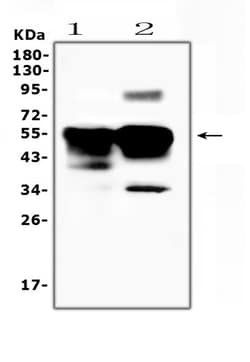Invitrogen S-arrestin Polyclonal Antibody 100 &mu;g; Unconjugated:Antibodies,