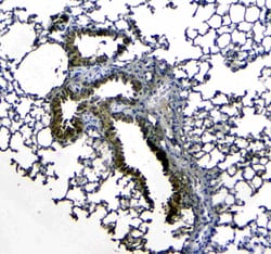 Invitrogen Uteroglobin Polyclonal Antibody 100 &mu;g; Unconjugated:Antibodies,