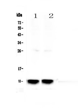 Uteroglobin Polyclonal Antibody:Antibodies, Polyclonal